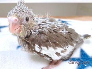 オカメインコ　ノーマル2